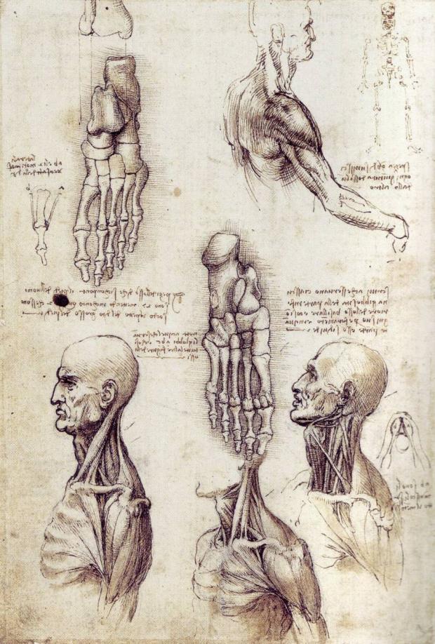  Autors: Miss Veiksme Leonardo Da Vinci...izpratne par cilvēka anatomisko uzbūvi
