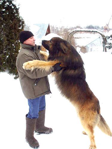 Leonbergers Leonbergers ir... Autors: Fosilija Lielākie pasaules suņi!!!