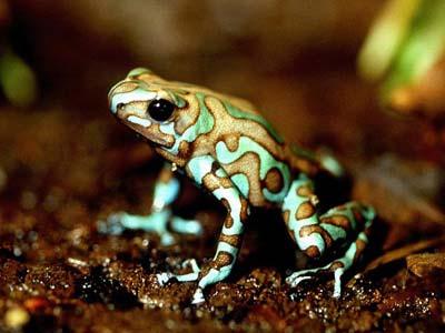 1 Dort Poison Frog  Šī... Autors: Zilais Kamielis Pasaules Indīgākie zvēri.