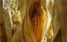  Autors: chinga Eiropai nesanāk lēmums par ĢM kukurūzu