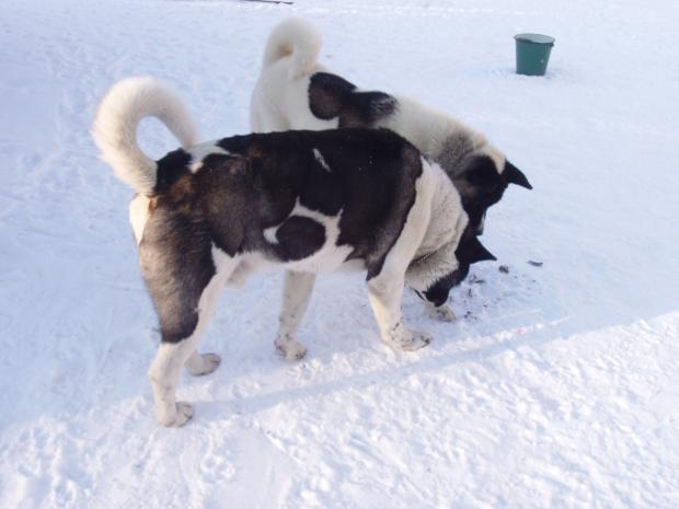 sadarbība dubultā Autors: say cheese american akita (amerikāņu akita)