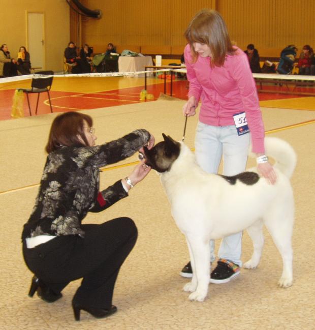 ķekava 070209 Autors: say cheese american akita (amerikāņu akita)