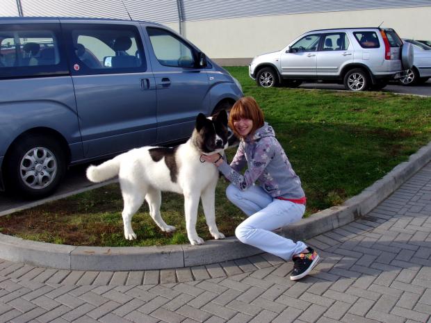  Autors: say cheese american akita (amerikāņu akita)