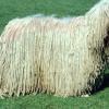 Komondora suns Komondor Dog Autors: navvarda 25 Pasaules jocīgākie dzīvnieki