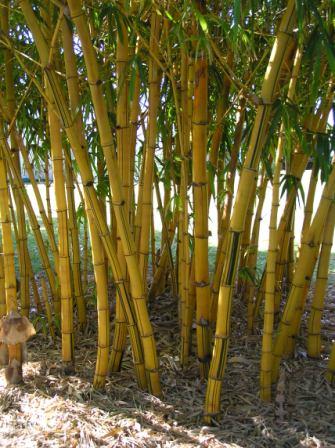 Gigantiskais bambuss izaug 90... Autors: Danc 10 Jauni Nedzirdēti Fakti.