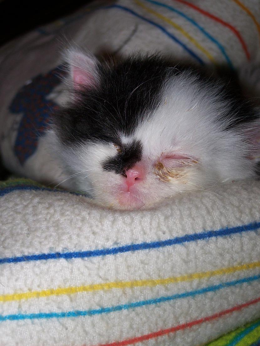 Dzekinsh saldi gul bet aci... Autors: waiwars Mans kaķis eņģelis.