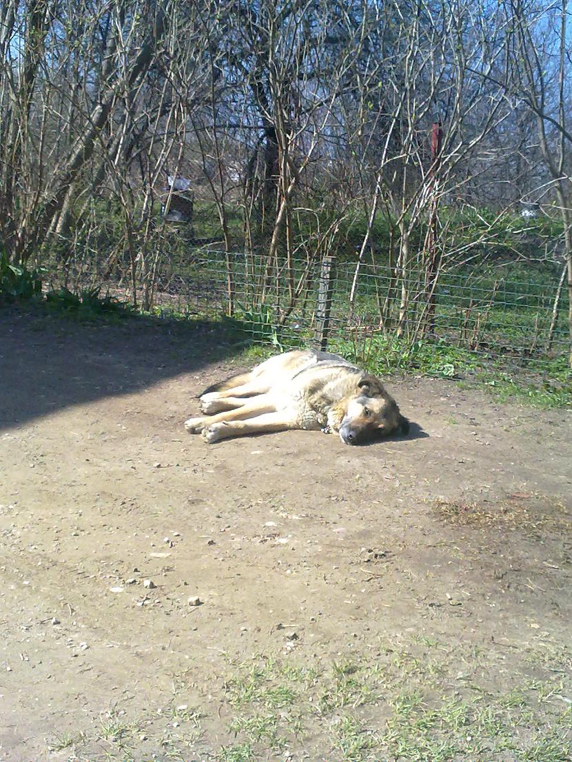 izskatās ka VID inspektoram... Autors: Al Cohol Kā es brokastis, pusdivos dienā, taisīju.