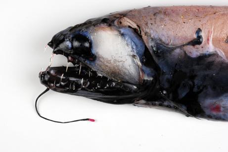 Šī plēsīgo zivju suga dzīvo... Autors: Aigars D 10 dīvainākie atrastie dzīvnieki Antarktīdas apkārtnē
