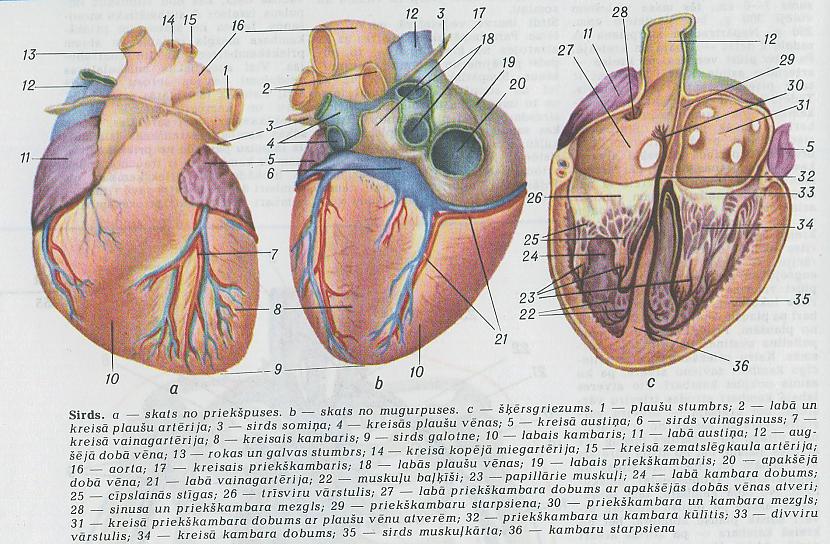 Sirds kambaru un priekškambaru... Autors: tiince Vai zināji, kas patiesībā ir tava sirds?