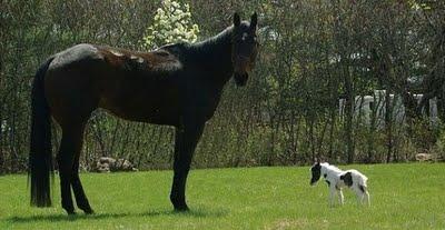  Autors: MaxWell06 Einšteins - Pasaulē mazākais zirgs.