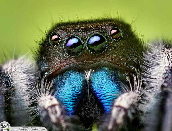  Autors: Geimeris Pasaulē skaistākais zirneklītis...