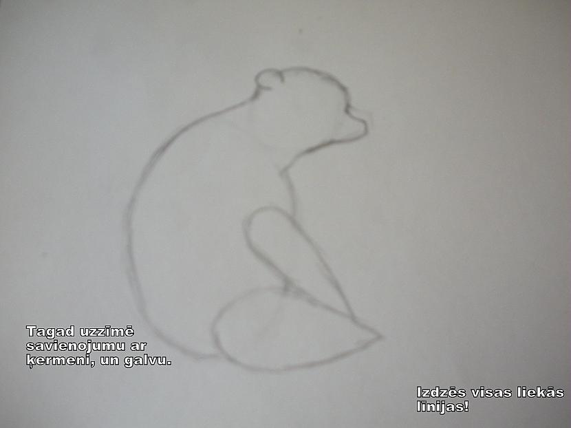  Autors: ColorLife Kā uzzīmēt lācēnu/lāci.