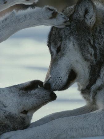 Vilki var sadzirdēt līdz 10 km... Autors: brālis lācis Interesanti fakti par vilkiem