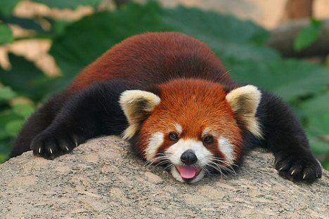 Sarkanā panda ir neliela... Autors: littlepanda24 Sarkanā panda