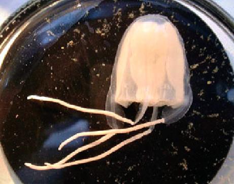 Lethal Jellyfish Autors: Fosilija Jaunas dzīvnieku sugas.