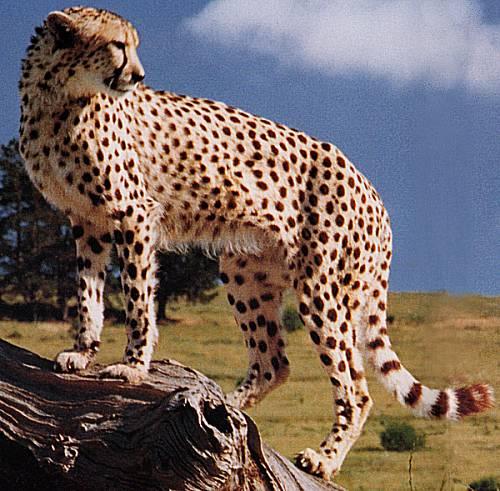 Gepards pasaulē ir visātrākais... Autors: Leopardsmežonis Wild animal. Gepards.