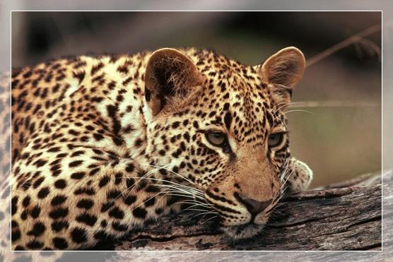 Protams dzīvē visādi gadās un... Autors: Leopardsmežonis Wild animal. Gepards.