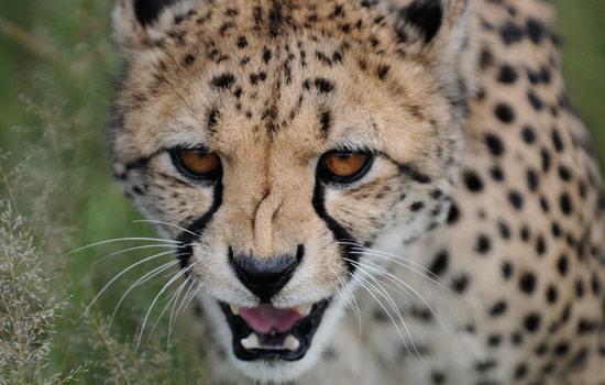  Autors: Leopardsmežonis Wild animal. Gepards.