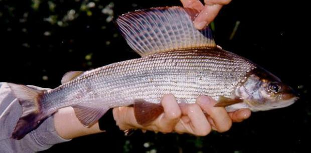Alata Thymallus thymallus ... Autors: Fosilija Latvijas fauna - zivis un vēži.