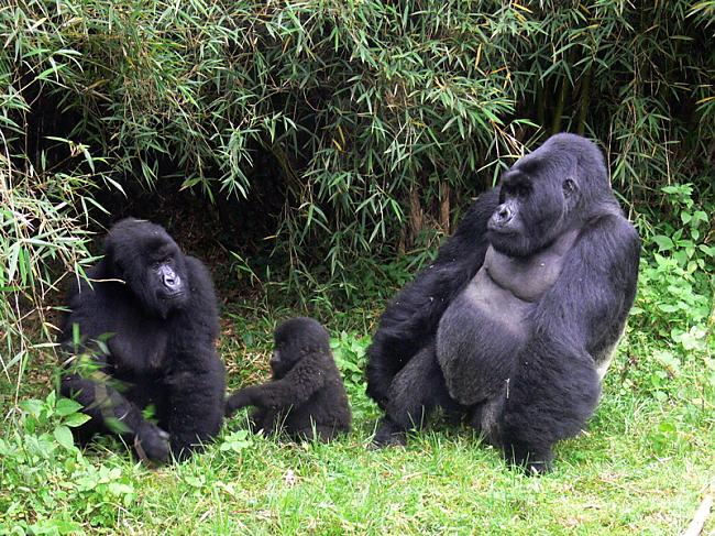 Gorillas ir lieli un spalvaini... Autors: Fosilija Uz izzušanas robežas. Part 2.