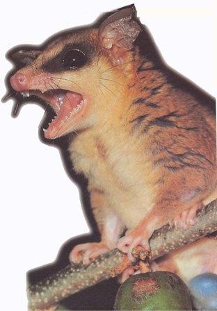 Purva somainā pele  Austrālijā... Autors: kristaps3212 10 dzīvnieki ar dīvainu seksuālo dzīvi