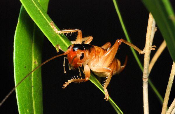 Raspy Cricketcircenis Bet... Autors: Fosilija Top Desmit dīvainas,Jaunas Sugas, ko ir atklājuši ( 2010