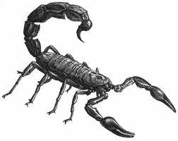 Ja uz skorpiona nonāks pile... Autors: Fosilija Fakti par dzīvniekiem