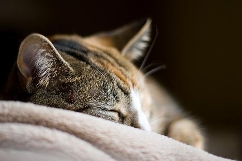 Mīts vēsta ja kaķis guļ ar... Autors: Fosilija Fakti.