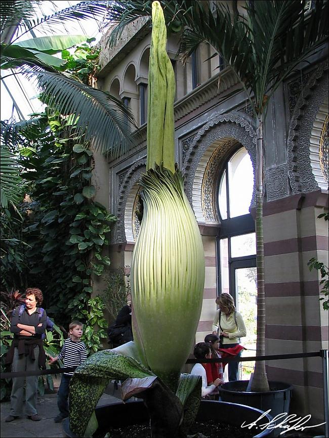  Autors: baaanis Lielākā un smirdīgākā puķe pasaulē.