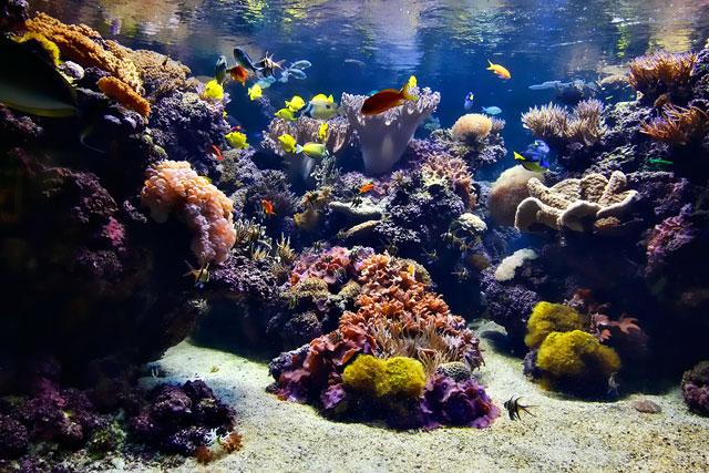 1200 zivju sugas atklātas... Autors: arctic monkey Fakti par koraļļu rifiem