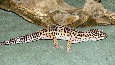 Leopard Gecko Leoparda... Autors: chance ķirzakas