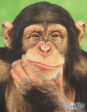  Autors: Kadets Šimpanzes spēj kalt nākotnes plānus