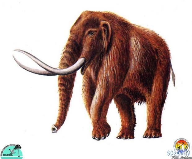 Mammut americanum Autors: Kadets Mamuti