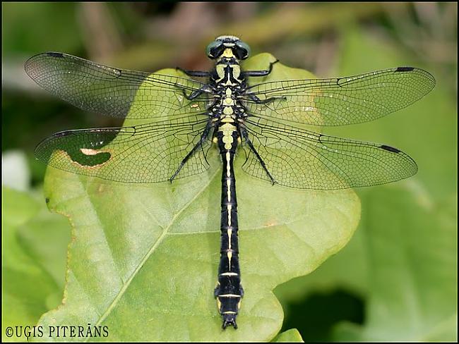 melnkāju upjuspāre Gomphus... Autors: normunds123 Spāres