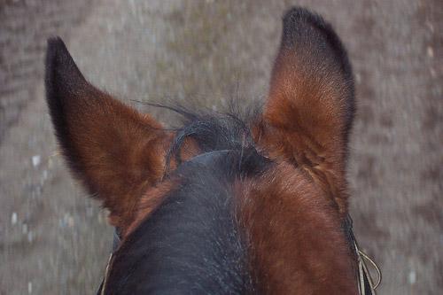 Zirga ausis norāda virzienu... Autors: MazaisKeksinjsh Interesanti fakti par dzīvniekiem. Zirgi