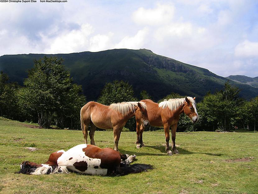 Dienas laikā normāli zirgs... Autors: MazaisKeksinjsh Interesanti fakti par dzīvniekiem. Zirgi