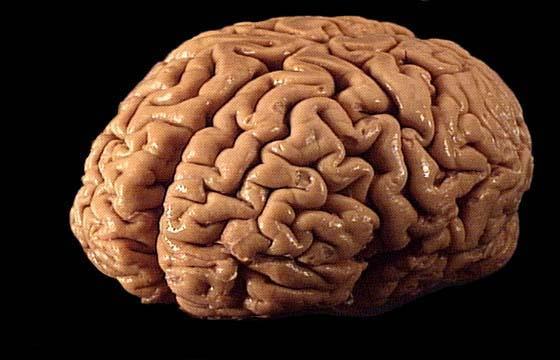 Cilvēka smadzenes nejūt sāpes... Autors: varenskrauklis Neparasti fakti par cilvēka ķermeni.