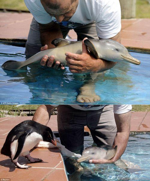 Bērns pingvīns satiek bērnu... Autors: Izdirsta_Upene 31 bilde,kas jāredz pirms pasaules gala.