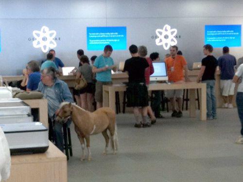 Zirgs Apple veikalā Autors: Izdirsta_Upene 31 bilde,kas jāredz pirms pasaules gala.