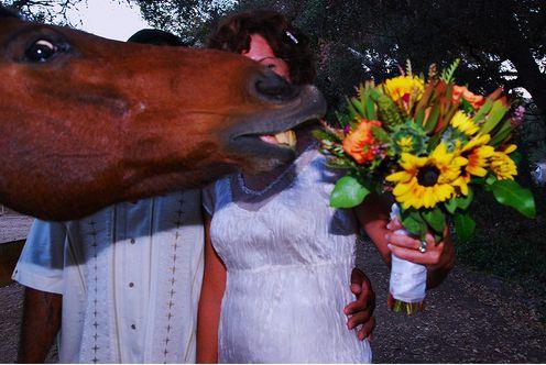 Zirgs izjauc kāzu foto Autors: Izdirsta_Upene 31 bilde,kas jāredz pirms pasaules gala.