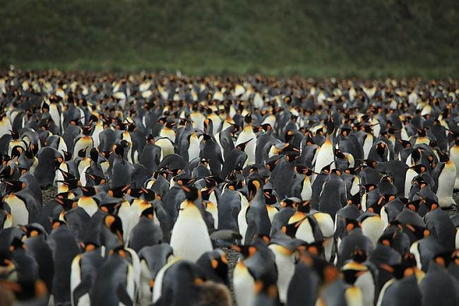  Autors: Fosilija Masīva pingvīnu kolonija Dienviddžordžijā