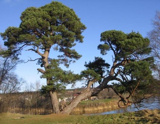 Parastā priede Pinus... Autors: Taa Gan Šādi tādi Latvijas koki!