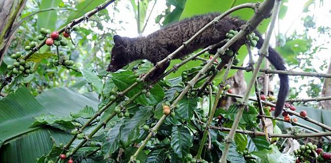  Autors: kashax1 Kā top pasaulē dārgākā kafija