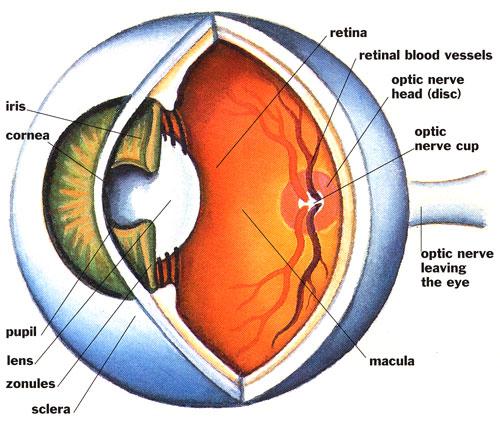 oftalmoloģija  acis Autors: SuperPankūciņš Cilvēka ķermeņa zinātnes