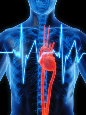 kardioloģija  sirdsdarbību Autors: SuperPankūciņš Cilvēka ķermeņa zinātnes
