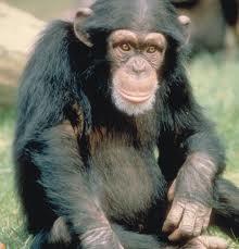 Šimpanzes ir vienīgais... Autors: ciLVēks13 Interesanti fakti