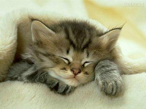 Mans mīļais guļojošais kaķītis Autors: smileuntilyoudie Realitāte vs Iedomas.