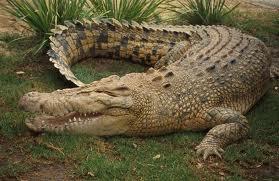 10 vieta  Sālsūdens krokodīls... Autors: Raiviijs Top 10 nāvējošākie dzīvnieki.