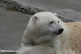 Visi polār lāči ir kreiļi Autors: follower Fakti