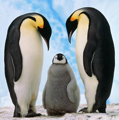 Pingvīni ir vienīgie putni... Autors: Mr DaniiC Fakti par dzīvniekiem un zivīm 2 !